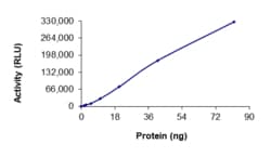 Sino Biological&nbsp;Recombinant Human Her2/ERBB2 Protein (G776VC, GST Tag), Active